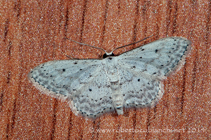 Idaea seriata? S